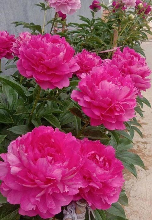 家里養(yǎng)花草招惹蚊子嗎