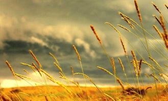 形容自已養(yǎng)花開花的優(yōu)美句子