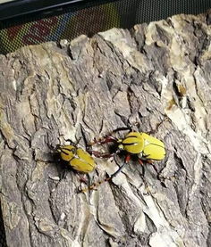 如何飼養(yǎng)花金龜