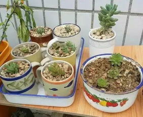 沒(méi)洞的砂鍋能養(yǎng)花嗎