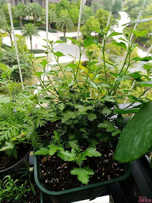 陽臺(tái)養(yǎng)花補(bǔ)光