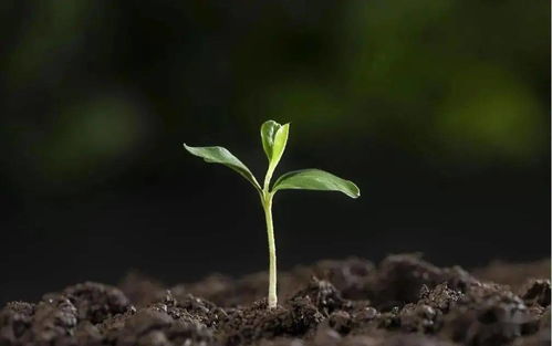 養(yǎng)花殺蟲導(dǎo)致殺生