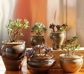 陶罐養(yǎng)花搭配