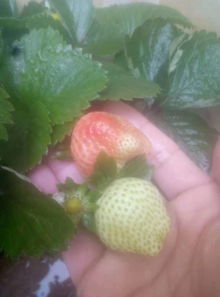 怎樣寫愛養(yǎng)花草人的人