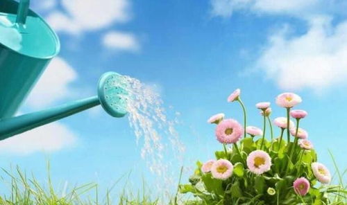 暑假如何養(yǎng)花