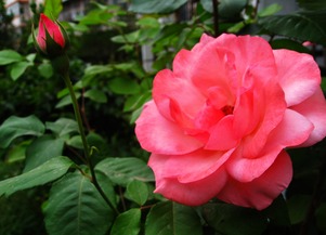 月季花養(yǎng)花步驟