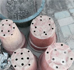 養(yǎng)花用透明塑料盆好嗎