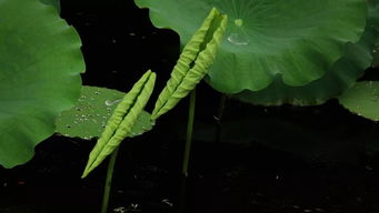 磷酸二氫鉀可以養(yǎng)花不
