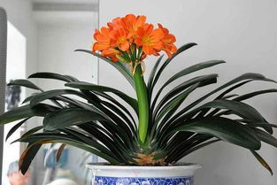 君子蘭的養(yǎng)花注意事項(xiàng)