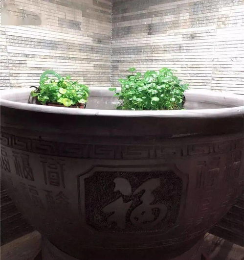 養(yǎng)花的盆養(yǎng)魚會活嗎