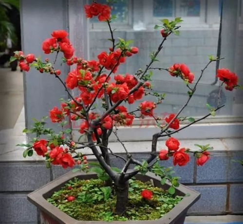 家里養(yǎng)花一般