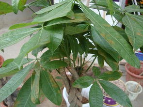 養(yǎng)花知識(shí)養(yǎng)殖方法