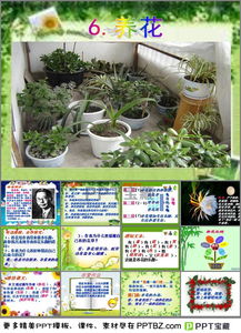 八級(jí)雙語(yǔ)班養(yǎng)花漢語(yǔ)課件