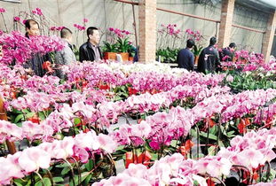 太原養(yǎng)花基地