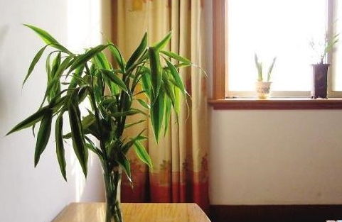 房間養(yǎng)花出現(xiàn)黑色毛毛蟲