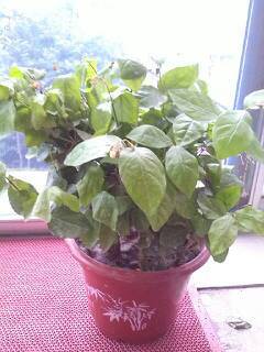 養(yǎng)花今天看到花骨朵開了