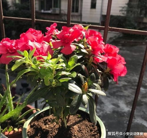 用泡蘋果的水養(yǎng)花好嗎