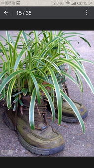 廢棄蘑菇袋能養(yǎng)花嗎