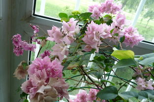 家養(yǎng)花品種