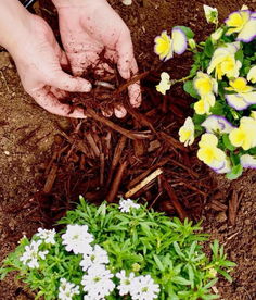 松針養(yǎng)花有營養(yǎng)嗎