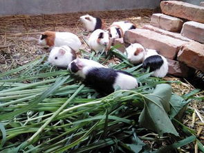 重慶農村能養(yǎng)花毛豚嗎