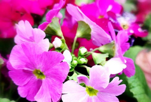 夢(mèng)幻養(yǎng)花怎么養(yǎng)