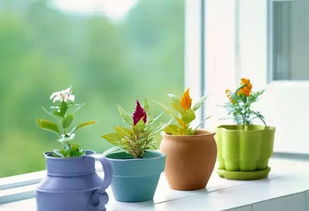 家庭養(yǎng)花技巧小說(shuō)