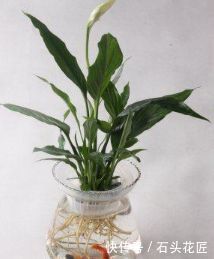 木炭水培養(yǎng)花