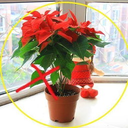 養(yǎng)花會不會引起頭暈