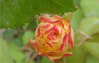 養(yǎng)花達(dá)人唯美句子