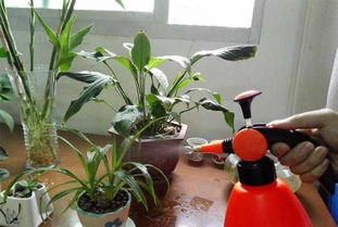 養(yǎng)花用的素土