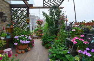 屋頂陽臺(tái)花園養(yǎng)花