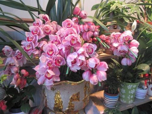 維生素c可以養(yǎng)花蔫了