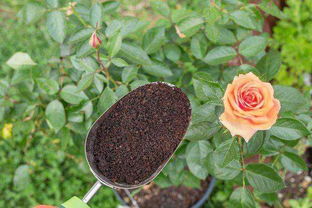 咖啡渣的用途養(yǎng)花月季