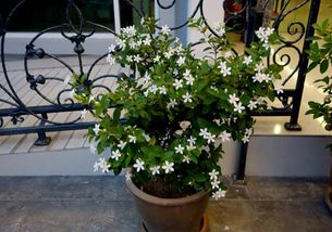 怎樣自治養(yǎng)花營養(yǎng)水