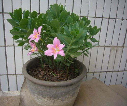 養(yǎng)花可以用苦蕎麥茶渣嗎