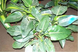 養(yǎng)花知識大全與技巧綠鉆