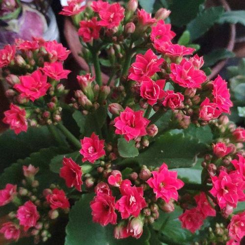 養(yǎng)花出現(xiàn)問題