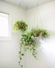 養(yǎng)花澆茶葉水好嗎