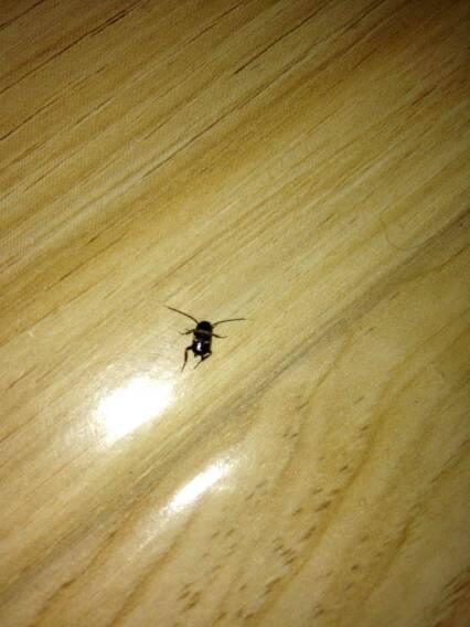 養(yǎng)花的水里有小黑蟲(chóng)