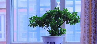 家里養(yǎng)花好嗎風水