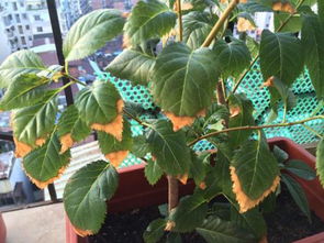 家養(yǎng)花葉子黃有粘液