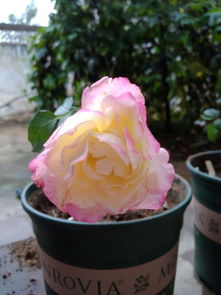 養(yǎng)花辣椒大蒜