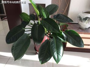 養(yǎng)花這篇文章的作者是一個怎樣的人