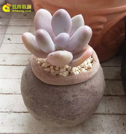 家里有貓?jiān)趺答B(yǎng)花