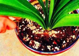 雞蛋殼粉養(yǎng)花的功效