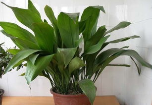 家養(yǎng)花卉綠植及名稱