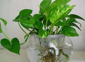 養(yǎng)花的水可以放鹽嗎