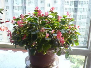 大鵬養(yǎng)花去哪里學(xué)啊