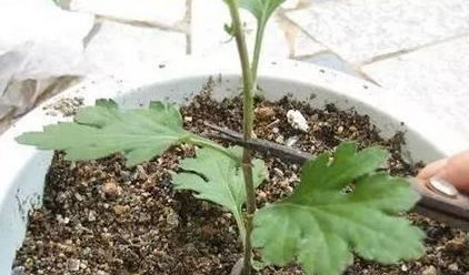 養(yǎng)花要剪雜葉嗎